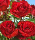 Delbard Edel-Rose "Red Intuition®",1 Pflanze (1)