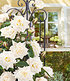 Delbard Kletter-Rose "Blanche Colombe®",1 Pflanze (1)