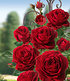 Delbard Kletter-Rose "Messire Delbard®",1 Pflanze (1)