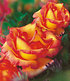 Delbard Kletter-Rose "Parure d'or®",1 Pflanze (1)