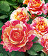 Delbard Maler-Rose® "Claude Monet®",1 Pflanze (1)