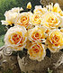 Delbard Parfum-Rose "Angie®",1 Pflanze (1)