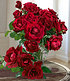 Delbard Parfum-Rose "Le Rouge et le Noir®",1 Pflanze (1)
