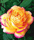 Delbard Parfum-Rose "Mitsouko®",1 Pflanze (1)