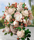 Delbard Rose der Liebe "Madame Figaro®",1 Pflanze (1)