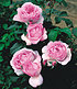 Delbard Rose der Liebe "Souvenir de Louis Amade®",1 Pflanze (1)
