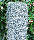 Dichondra "Silver Falls",3 Pflanzen Hängepflanze für Balkon (1)