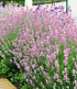 Duft-Lavendel "Rosa", 3 Pflanzen (1)