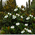 Duft-Magnolien-Hecke "Fairy",1 Pflanze (1)
