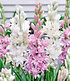 Duft-Tuberose The Pearl & PinkSaphier 3 Knollen (1)