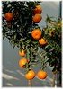 Duftorange, Chinotto Citrus myrtifolia (1)