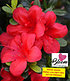 Durchblühende Azalee "Bloom Champion" rot, 1 Pflanze (1)