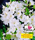 Durchblühende Azalee "Bloom Champion" weiß, 1 Pflanze (1)
