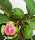 Echte Guave,1 Pflanze (1)