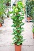 Efeutute am Stock - Epipremnum pinnatum (1)