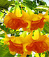 Engelstrompete "Sunexplosion",1 Pflanze Brugmansia Datura (1)