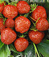 Erdbeere Hummi´s® "Sengana® Selektion",6 Pflanzen (1)