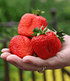 Erdbeere "Sweet Mary XXL®",3 Pflanzen (1)