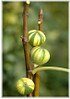 Feige Ficus carica ´Variegata` (gestreifte Früchte) (1)