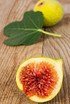Feigenbaum (Gota de Miel) Honig feige - Ficus carica Gota de Miel (1)