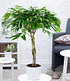 Ficus Amstel King mit geflochtenem Stamm,1 Pflanze (1)