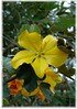 Flanellstrauch Fremontodendron californicum (1)