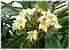 Frangipani Plumeria rubra (1)