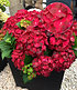 Freiland-Hortensie "Ruby Tuesday®" 12 cm Topf,1 Pflanze (1)