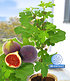 Frucht-Feige "Rouge de Bordeaux" klein,1 Pfl. Ficus carica Feigenbaum (1)