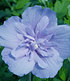Gefüllter Hibiskus "Chiffon®" blau,1 Pflanzen (1)