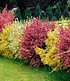 Ginster-Hecke "Tricolor",3 Pflanzen (1)