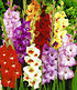 Gladiolen-Mischung,100 Zwiebeln Gladiolus 100 Stück zum Sonderpreis (1)