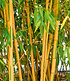 Goldener Peking Bambus,1 Pflanze (1)