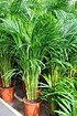 Goldfruchtpalme - Areca - Dypsis lutescens (1)