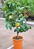 Grapefruitbaum (Pampelmuse, Pomelo) (1)