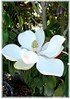 Großblütige Magnolie Magnolia grandiflora (1)