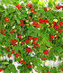 Hänge-Erdbeere "Hummi®",3 Pflanzen (1)