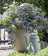 Hortensie "French Bolero Blue®",1 Pflanze (1)