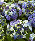 Hortensie "Lady Mata Hari® Blue",1 Pflanze (1)