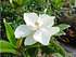 Immergrüne Magnolie (Großblütige Magnolie) Francois Treyve (1)