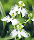 Japanische Weiße Vogelblume "Habenaria Radiata",2 Stück Orchidee (1)