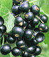 Johannisbeere "Schwarze Titania",1 Pflanze (1)