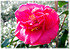 Kamelie Camellia japonica ´Adolphe Audusson` (1)