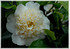 Kamelie Camellia japonica ´Brushfield Yellow` (1)