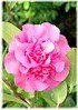 Kamelie Camellia japonica ´Debbie` (1)