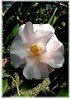 Kamelie Camellia japonica ´Hagoromo` (1)