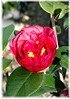 Kamelie Camellia japonica ´Kramers Supreme` (1)
