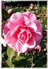 Kamelie Camellia japonica ´Mrs Tingley` (1)