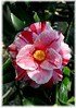 Kamelie Camellia japonica ´Oki-no-Nami` (1)