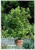 Kampferbaum, Zimtlorbeer Cinnamomum camphora (1)